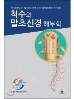 척수와 말초신경 해부학