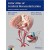 Color Atlas of Cerebral Revascularization: Anatomy, Techniques, Clinical Cases